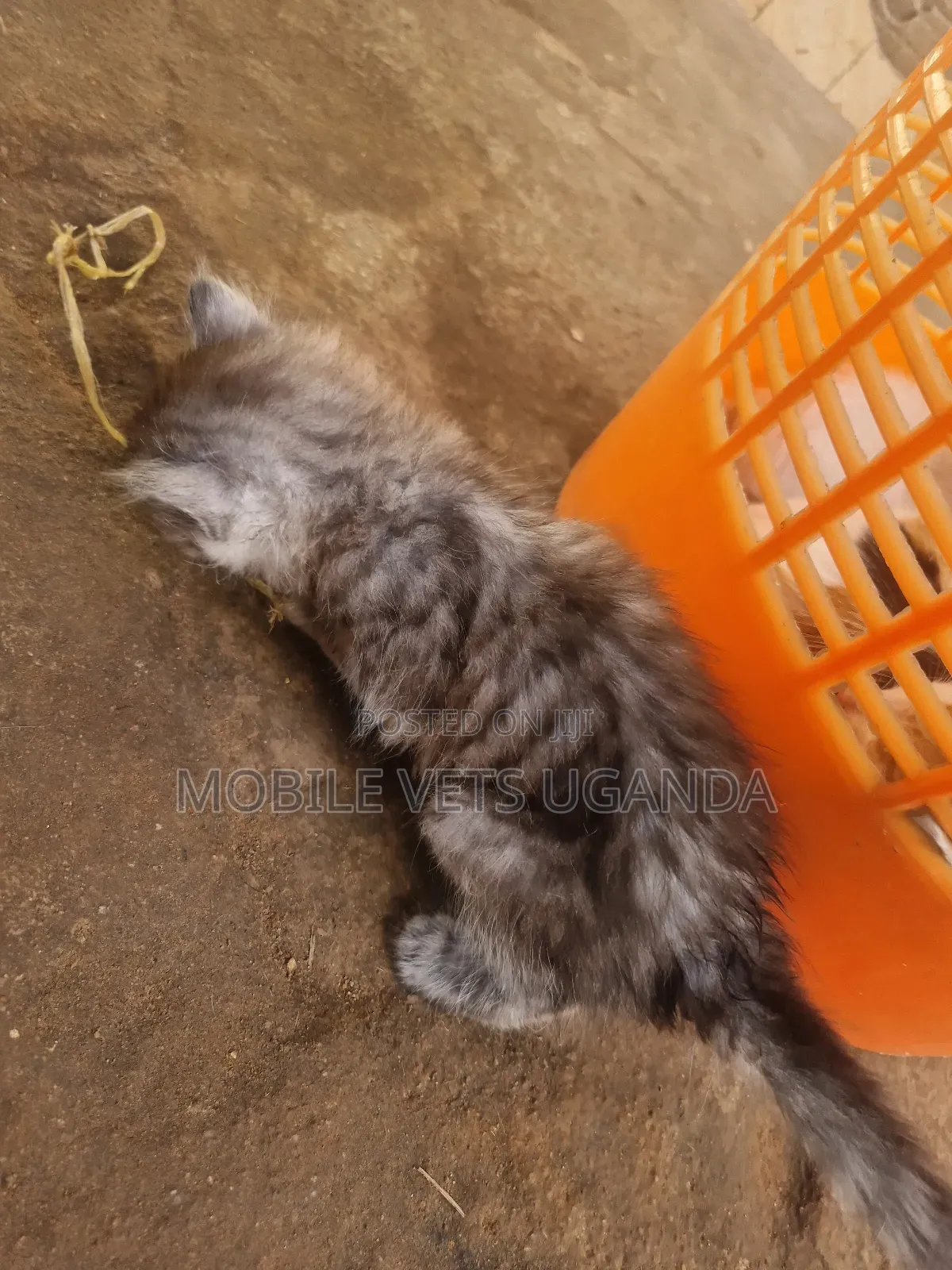 1-3 months Male Purebred Bombay
