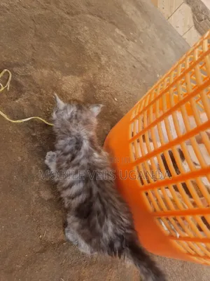 1-3 months Female Purebred American Bobtail
