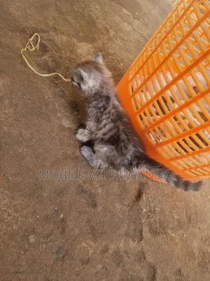 0-1 month Male Purebred American Bobtail