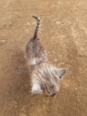 0-1 month Female Purebred American Curl