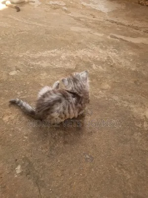 0-1 month Female Purebred American Bobtail