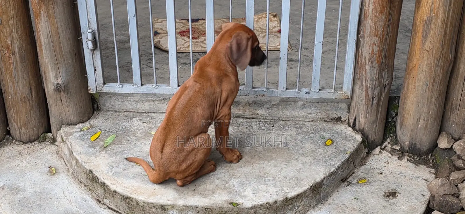 1-3 months Male Purebred Rhodesian Ridgeback