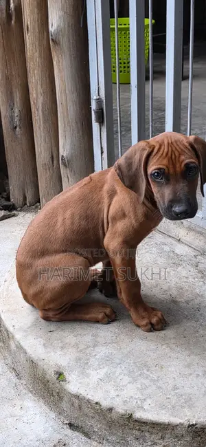 1-3 months Male Purebred Rhodesian Ridgeback