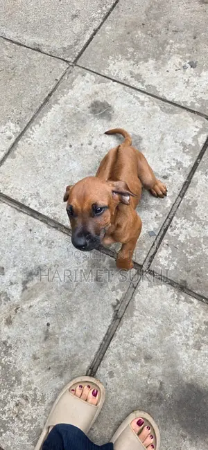 1-3 months Male Purebred Rhodesian Ridgeback