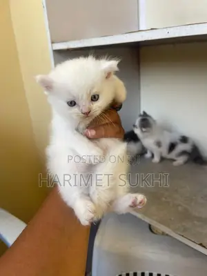 1-3 months Male Purebred Persian