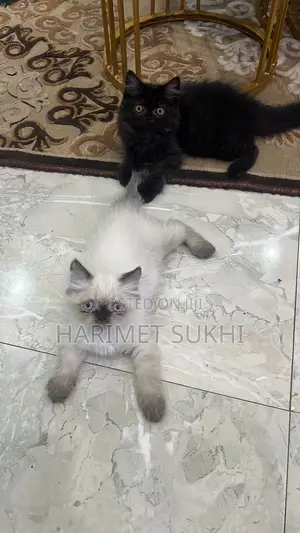 1-3 months Male Purebred Persian