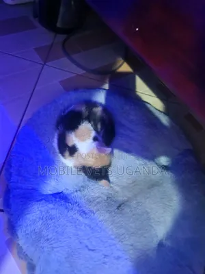 3-6 months Female Purebred American Curl