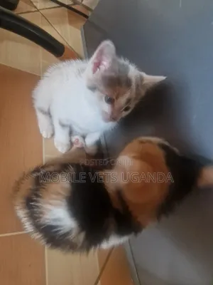 0-1 month Female Purebred Russian Blue