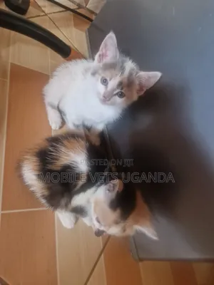 1-3 months Male Purebred American Curl