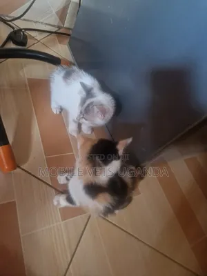 1-3 months Male Purebred Snowshoe