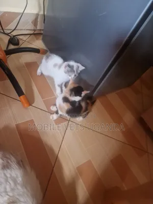 1-3 months Male Purebred Siamese