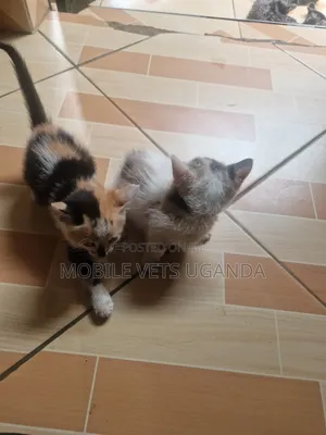 0-1 month Male Purebred Sphynx