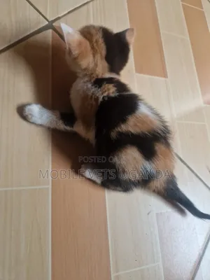 1-3 months Male Purebred Singapura