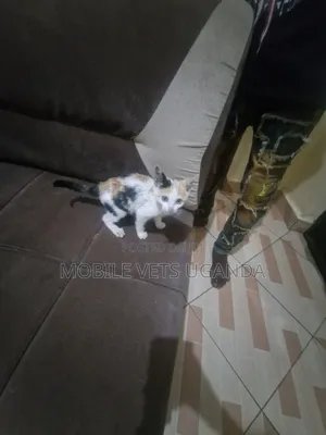 1-3 months Male Purebred American Curl