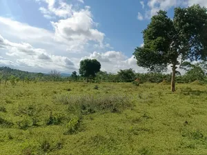 9 Acres of Land in Nkokonjeru Buikwe