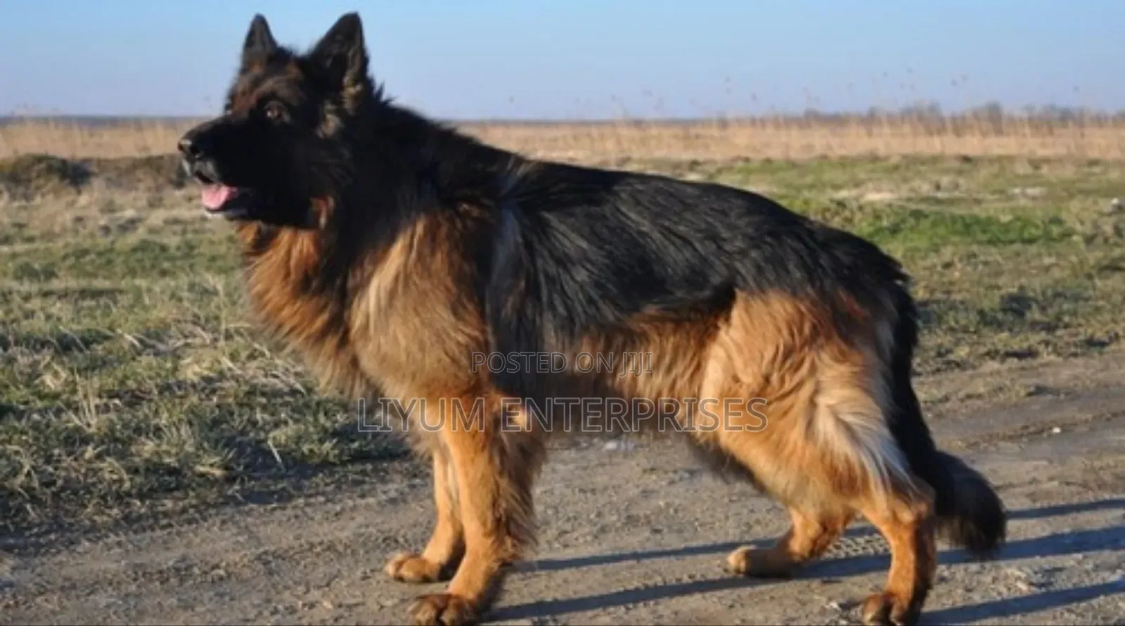 1+ year Male Purebred German Shepherd