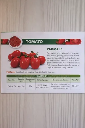 Padma F1 Tomato Hybrid 65days Maturing 5g