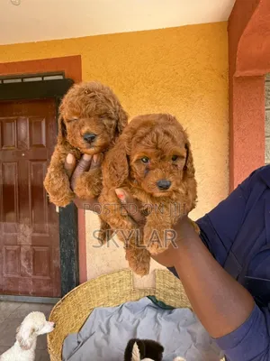 1-3 months Male Purebred Poodle