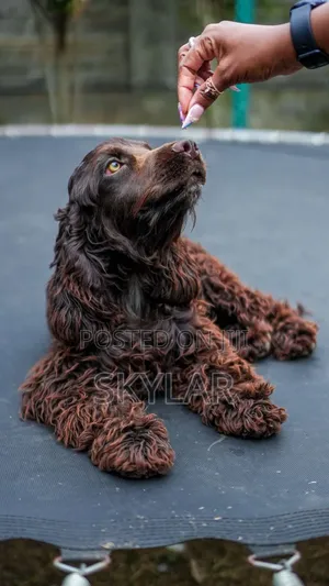 1-3 months Male Purebred Cocker Spaniel