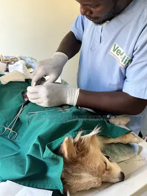 Veterinary Surgeon