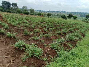 12 Acres of Land in Kijabijjo Gayaza