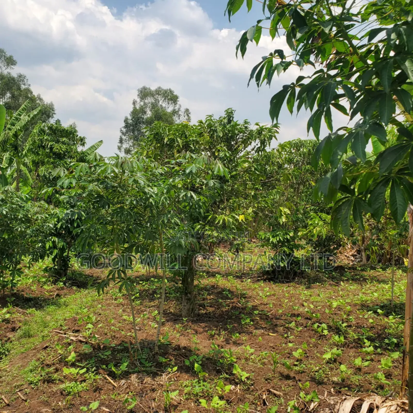 11 Acres of Land in Busiika Bulami on Zirobwe Rd