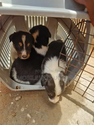 0-1 month Male Mixed Breed German Shepherd