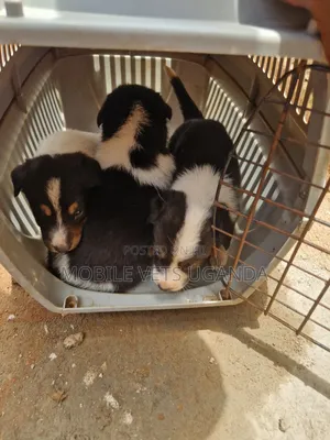 1-3 months Female Mixed Breed German Shepherd