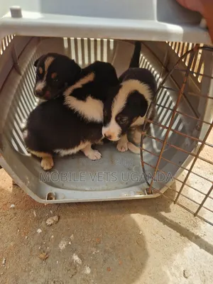 1-3 months Male Mixed Breed German Shepherd