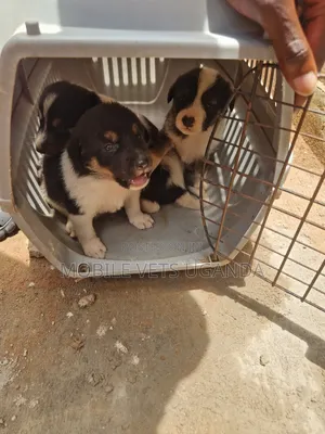 0-1 month Female Mixed Breed German Shepherd