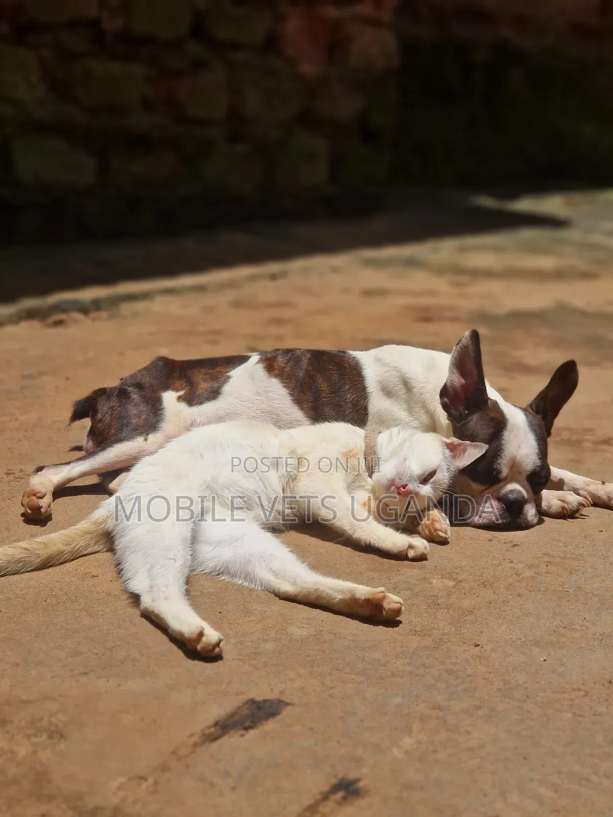 3-6 months Female Purebred American Bobtail