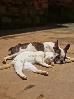 3-6 months Female Purebred American Bobtail