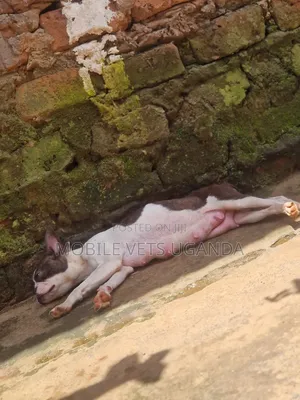 6-12 months Female Purebred Boston Terrier