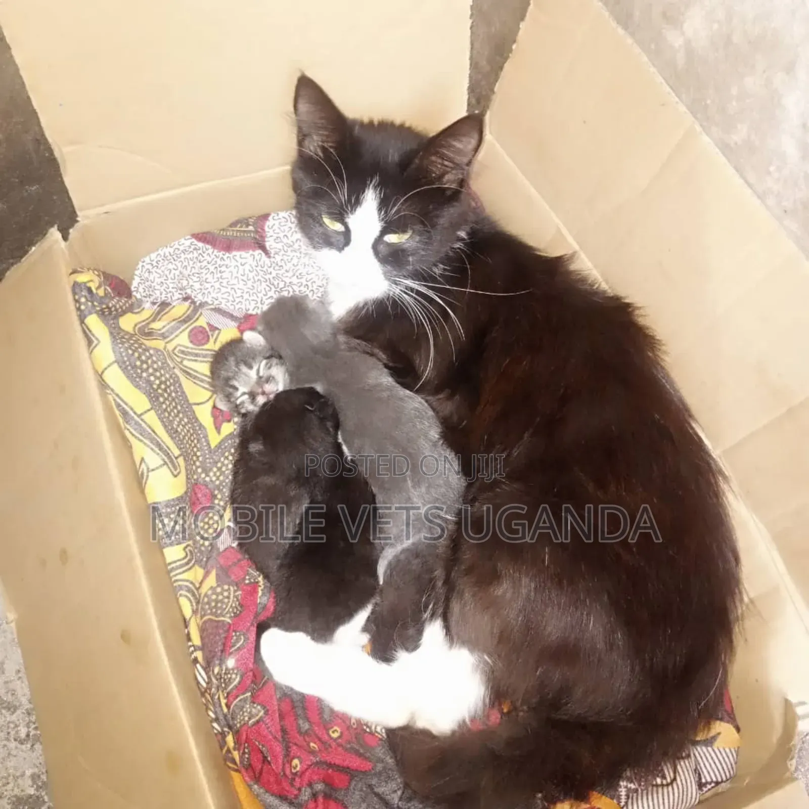 1-3 months Male Purebred Manx