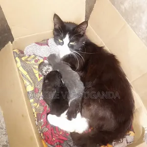 1-3 months Male Purebred Manx