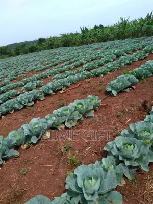 Farm Land for Sale