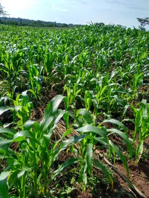 Farmland of 20 Acres of Land Off Ngoma Butalangu Nakaseke District