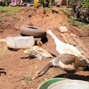 Goose, Geese, Mbaata Kabuzi (Goat Duck) 4home&Farm Security