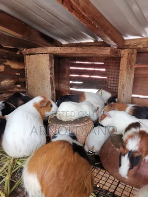 Guinea Pigs