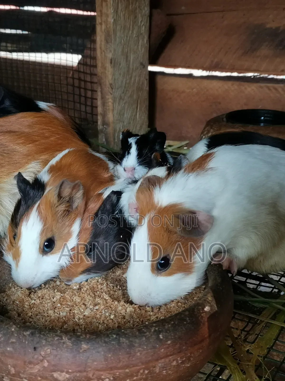 Guinea Pigs