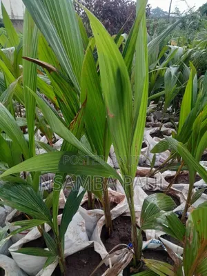 Dwarf Coconut