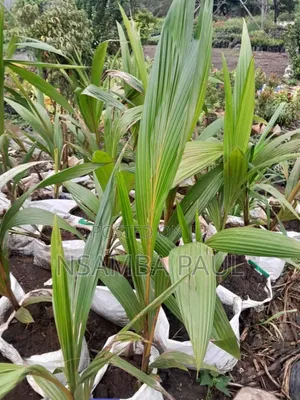 Dwarf Coconut