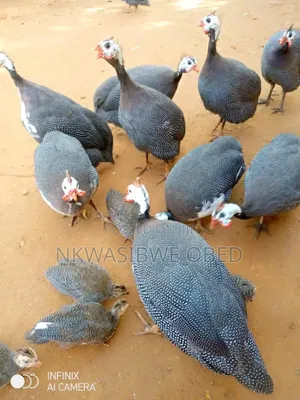 Guinea Fowls