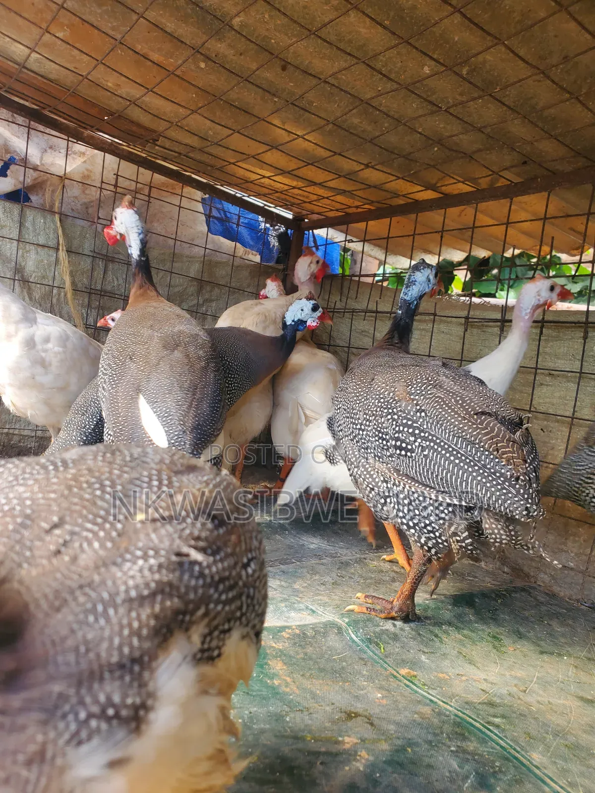 Guinea Fowls