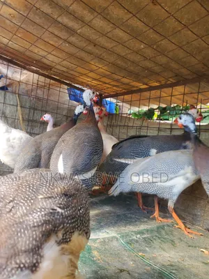 Guinea Fowls