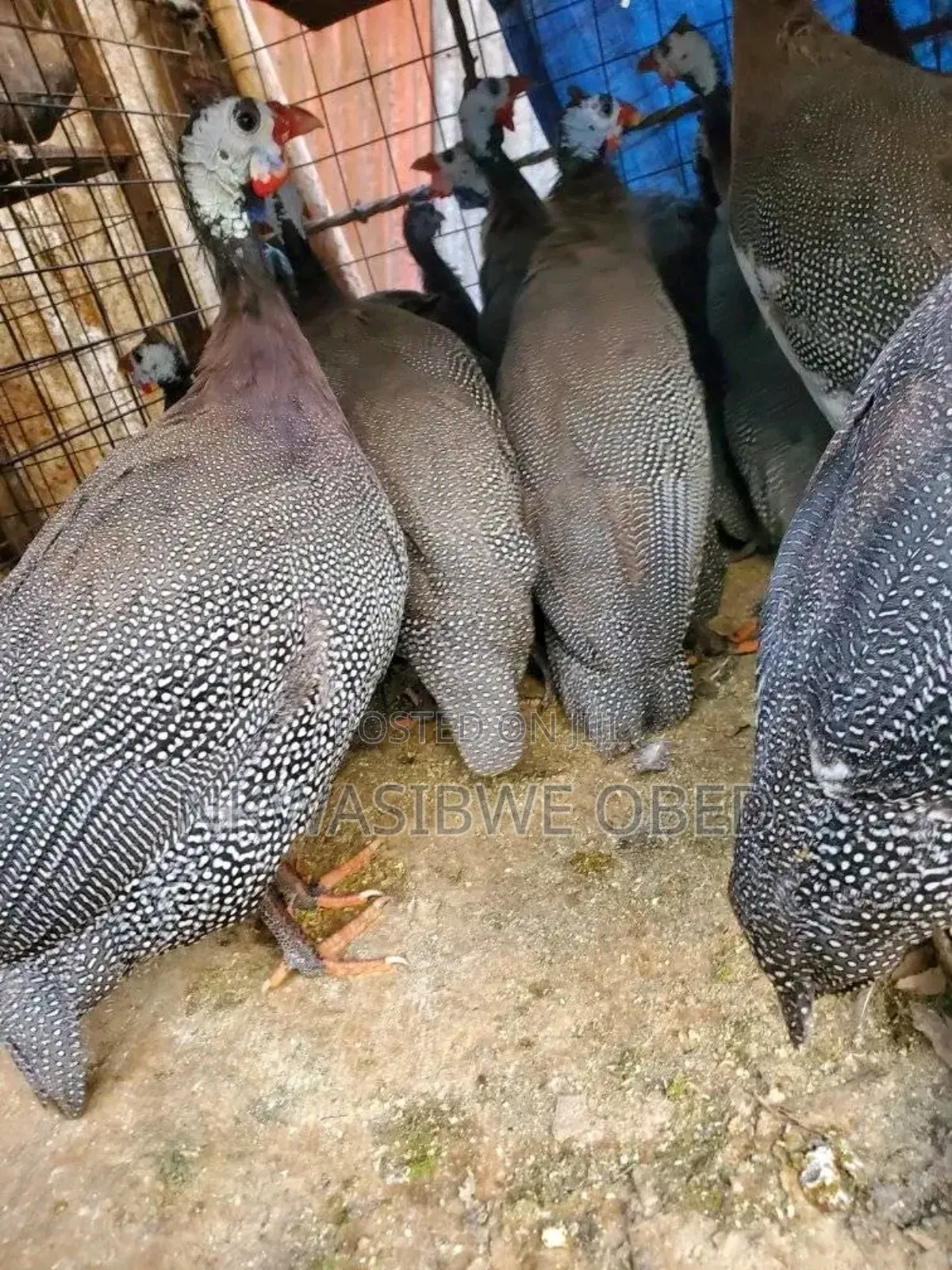 Guinea Fowls