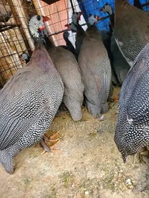 Guinea Fowls