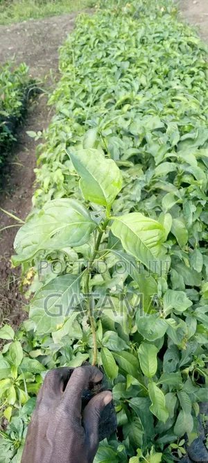 Amatugunda/Monk Fruit/Siraitia Grosvenorii Seedlings