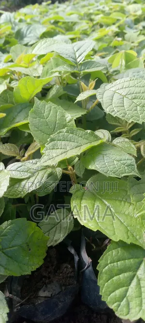 Kifabakazi/Tulip Plant/Spathodea Campanulata Seedlings