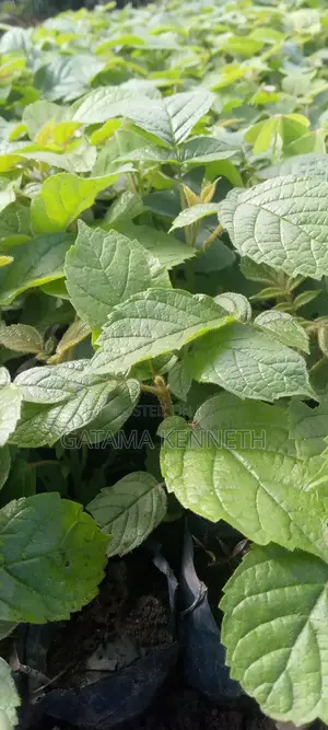 Kifabakazi/Tulip Plant/Spathodea Campanulata Seedlings